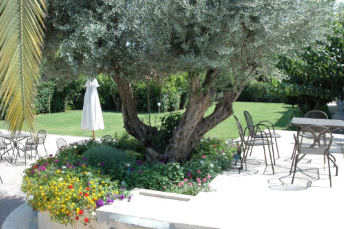 Myrto Hotel Attica bašta.jpg