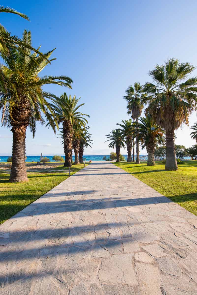 Kassandra Palace Hotel palme.jpg