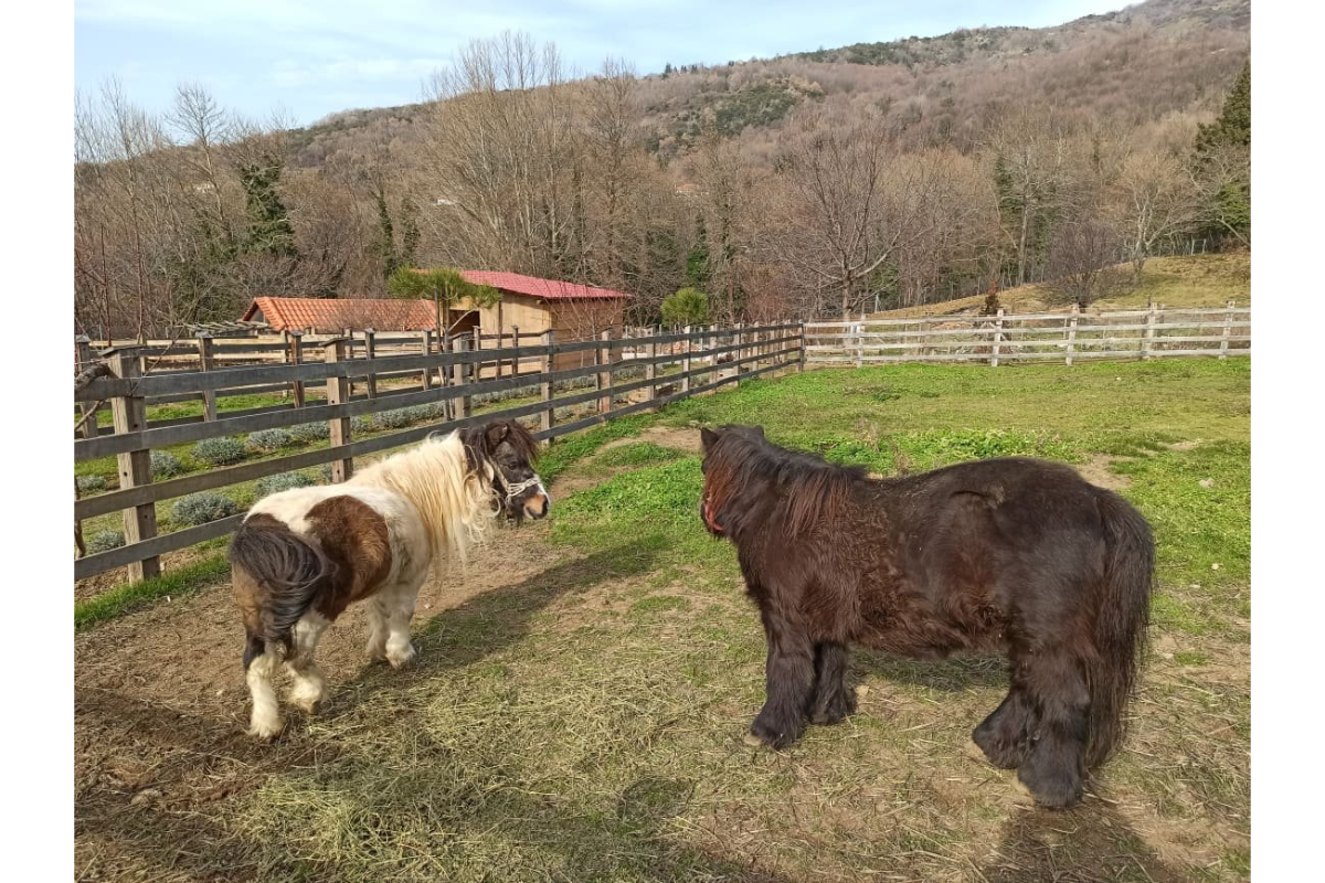 Karaiskos Farm farma životinja.jpg