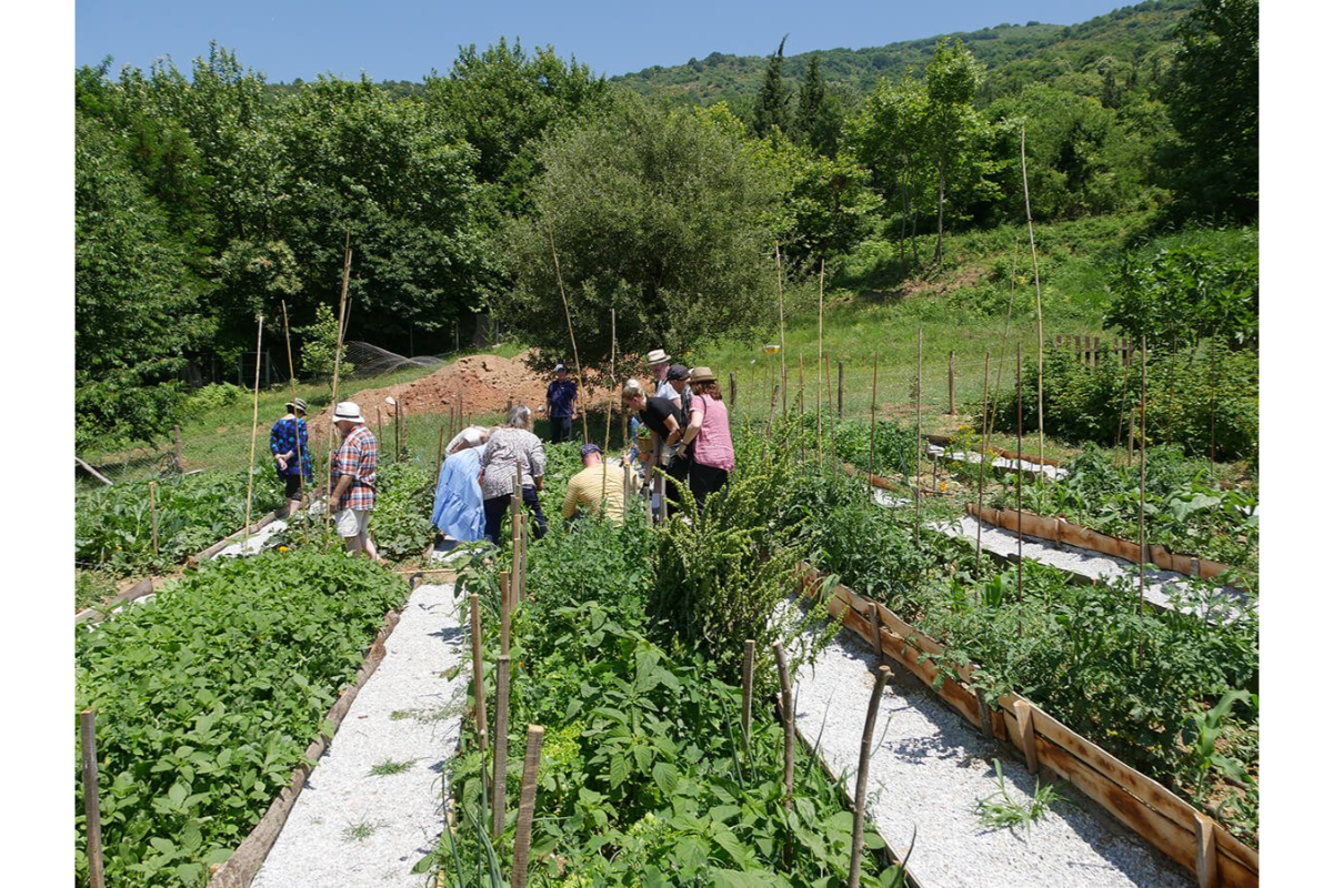 Karaiskos Farm sadnice u bašti.jpg