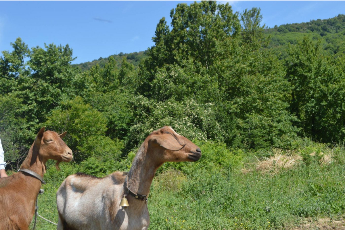 Karaiskos Farm životinje na farmi.jpg