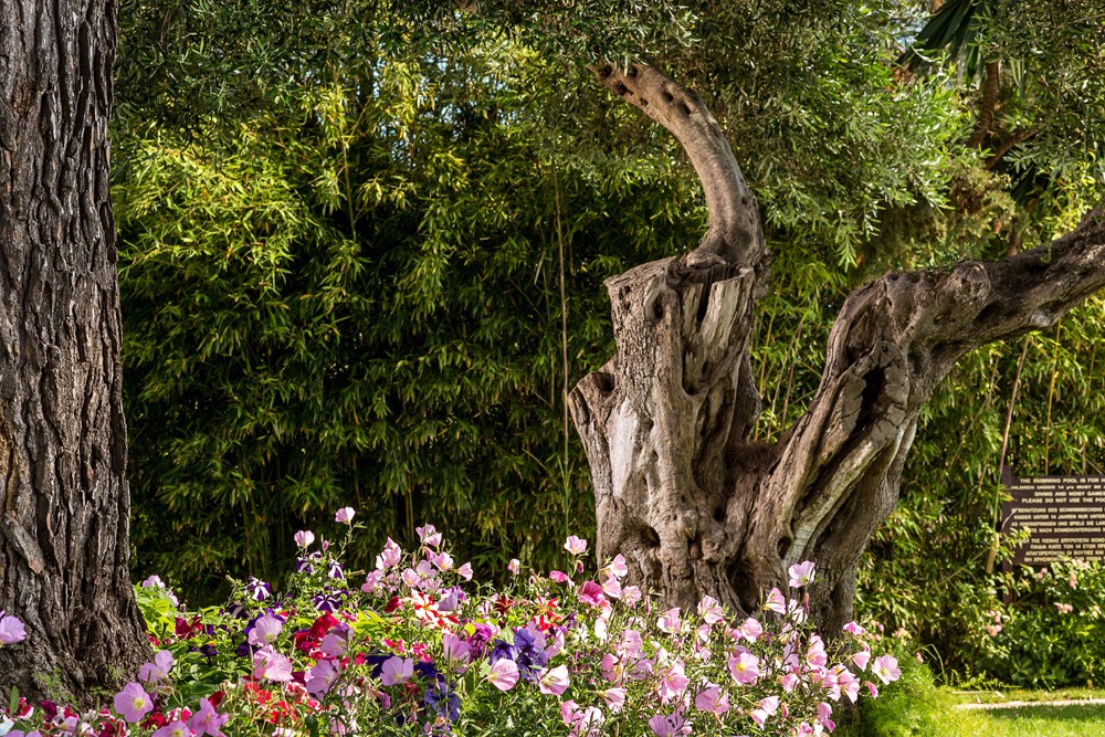 Kontokali Bay Resort _ Spa Garden.jpg