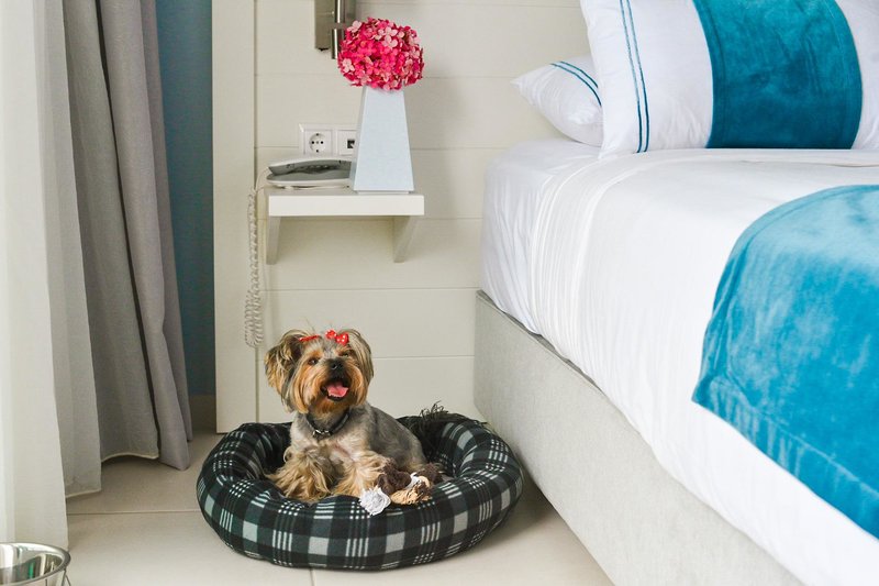 Acrotel Lily Ann Boutique Hotel - mali pas u krevetu za pse.jpg