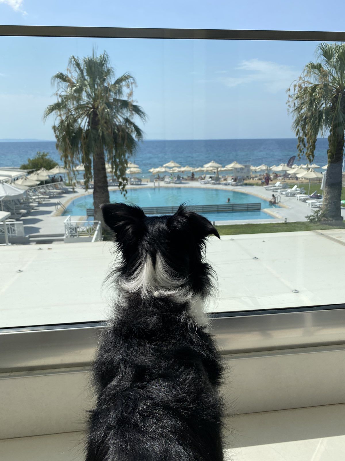 Acrotel Lily Ann Boutique (ex Lily Ann beach) pet frendly